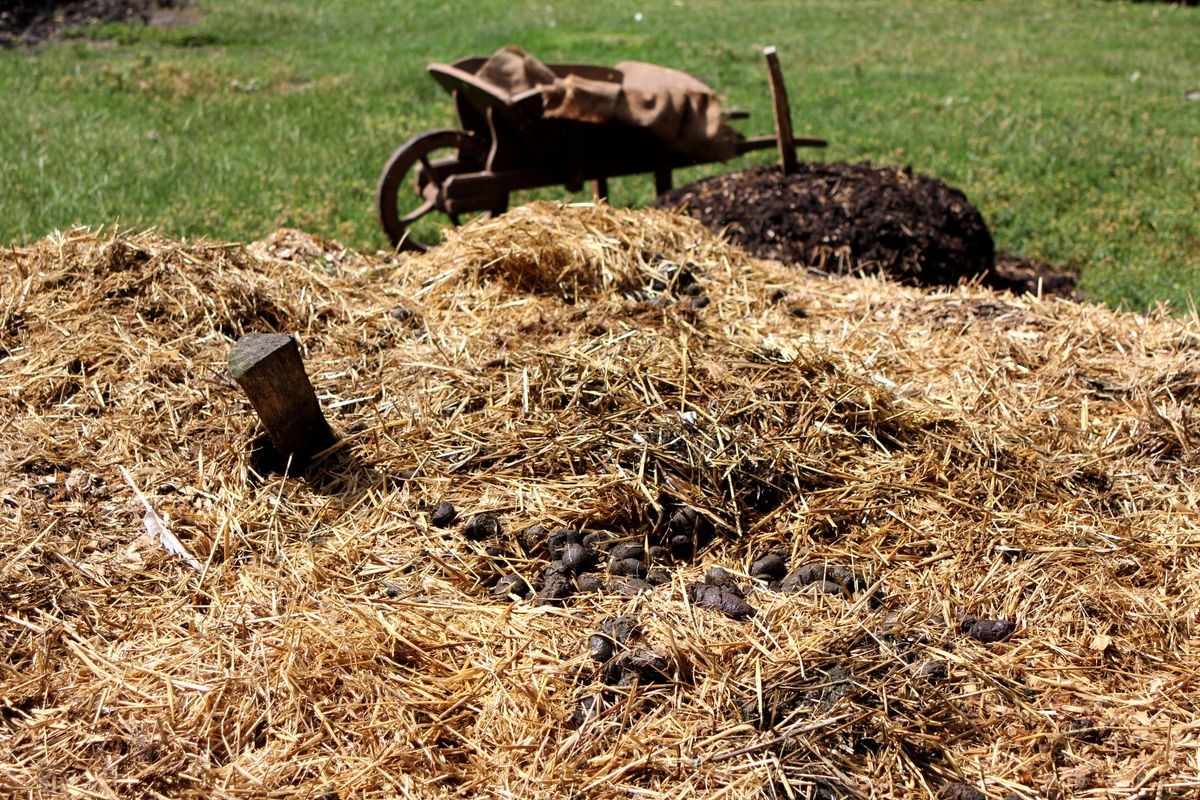 Large pile of straw and manure with wooden wheelbarrow